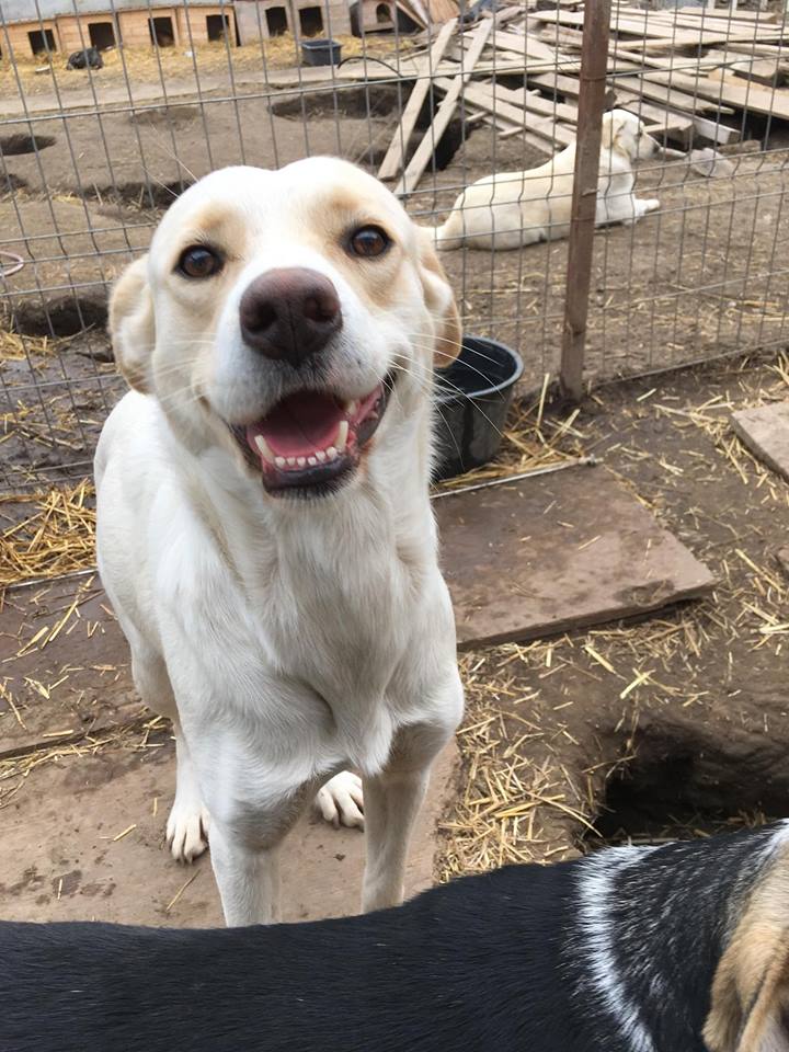 Adopt a Romanian Dog Animal Rescue Crew